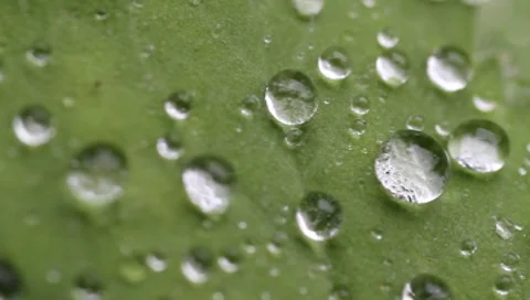 Rain droplets on leaf Stock Footage 8521338