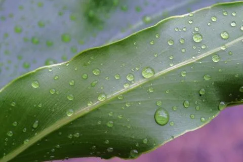 Rain droplets on a leaf. Stock Photos