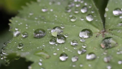 Rain droplets on leaf in the rain Stock Footage 8521345