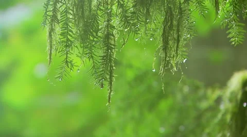 Rain droplets on leaves, Canada Stock Footage 60690961
