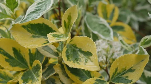 Rain droplets on the leaves in the close up view. Stock Footage 250570189