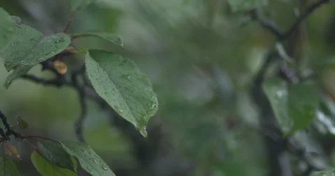 Rain droplets on leaves during rainstorm Stock Footage 220895859