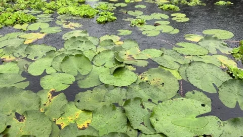Rain Droplets on Lily Pads Floating in Peaceful Pond Video stock 340499349