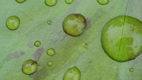 Rain Droplets on Lotus Leaf Texture Stockbeeldmateriaal 334766108