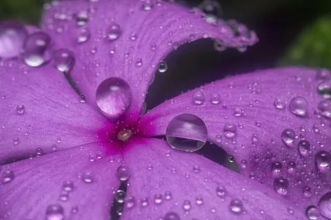 Rain droplets Fotos de archivo