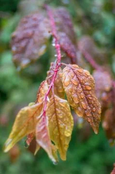 Rain droplets on a red leaf Foto stock