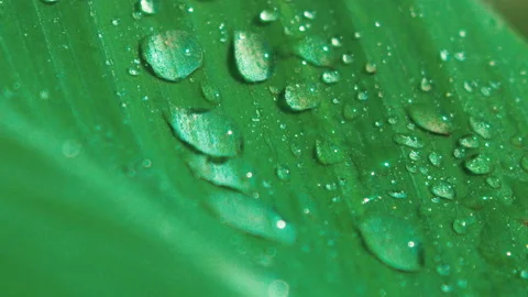 Rain droplets sliding off green leaf Stock Footage 274687938