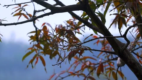 Rain Droplets on Tree Branches with Autumn Leaves Stock Footage 334774568