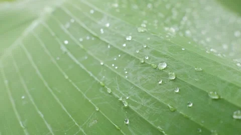 Rain dropping on banana tree leaves. Video stock 155367655