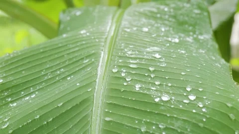 Rain dropping on banana tree leaves. Video stock 155367689
