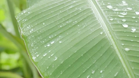 Rain dropping on banana tree leaves. Video stock 160277889