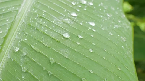 Rain dropping on banana tree leaves. Stock Footage 165682295