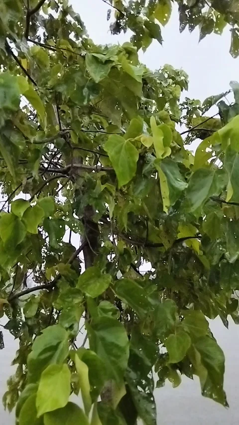 Rain Dropping on Blue Lake. Rainy Season in Tropical Countries. Stock Footage 287779289