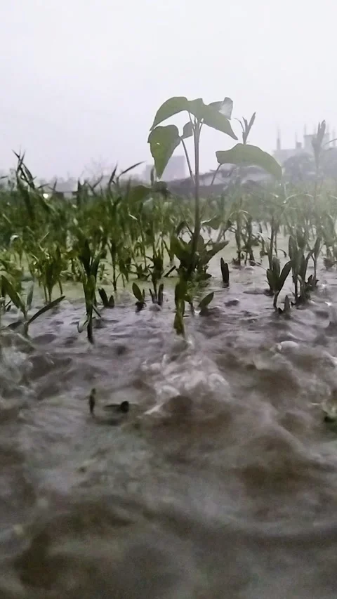 Rain Dropping on Blue Lake. Rainy Season in Tropical Countries. Stock Footage 287779529