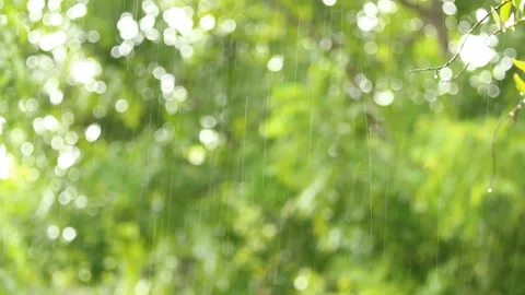 Rain dropping  with blurred  tree  background , at noon  Chiangmai Thailand Stock Footage 161396916