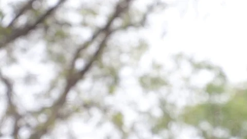 Rain dropping down. Stock-Footage 106797739