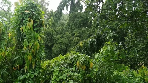 Rain dropping on Green Forest Leaves Stock Footage 159996257