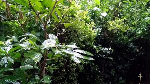 Rain dropping on Green Leaves Stock Footage 159994148