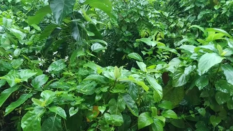 Rain dropping on Green Leaves Stock Footage 159995517