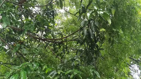 Rain dropping on Green Leaves Stock Footage 160044302