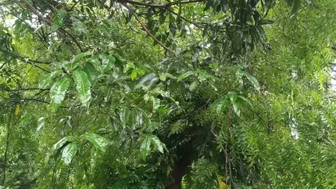 Rain dropping on Green Leaves Stock Footage 160044795