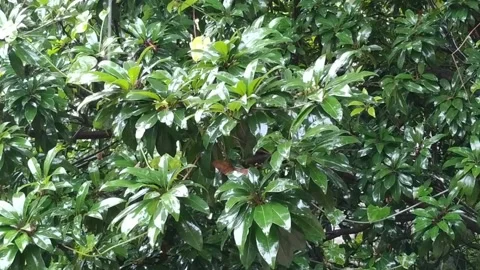 Rain dropping on Green Leaves Stock Footage 160071718