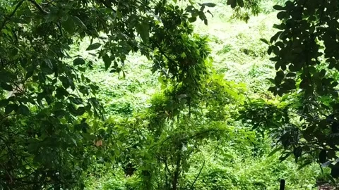 Rain dropping on Green Leaves Stock Footage 160072236