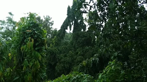 Rain dropping on Green Trees Stock Footage 160045295