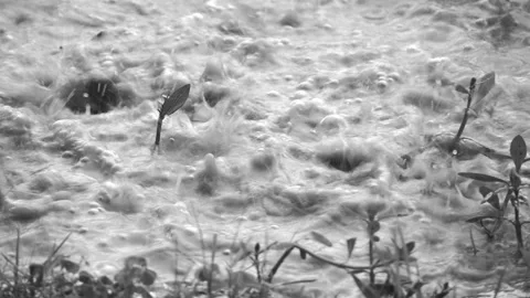 Rain is dropping on ground in monochrome, out door Chiangmai Thailand. Stock Footage 276646763