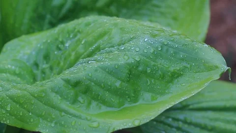 Rain dropping onto the large green leaf of a hosta plant. Video stock 120125111