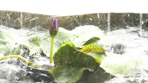 Rain dropping on lotus while rainstorm , at noon  Chiangmai Thailand Stock Footage 196164182