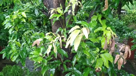 Rain dropping on Mango Leaves Stock Footage 160044666