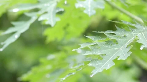 Rain Dropping On The Papaya leaf 1 Video stock 65373098