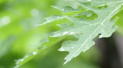 Rain Dropping On The Papaya leaf 2 Video stock 65373149