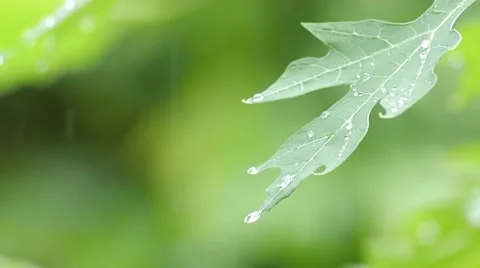 Rain Dropping On The Papaya leaf 3 Video stock 65373123