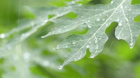 Rain Dropping On The Papaya leaf 4 Video stock 65373087