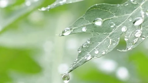 Rain Dropping On The Papaya leaf 5 Video stock 65373404