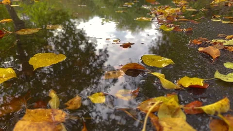 Rain dropping on puddle reflecting trees and clouds Stock Footage 292008080