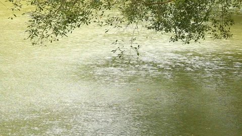 Rain dropping  in the river with tree branch  , Lumphun province Thailand. Stock Footage 158304341