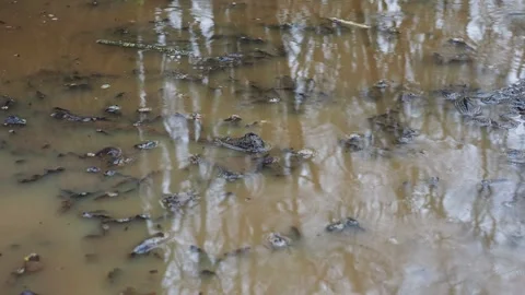 Rain dropps falling in a muddy puddle. 스톡 동영상 304963197