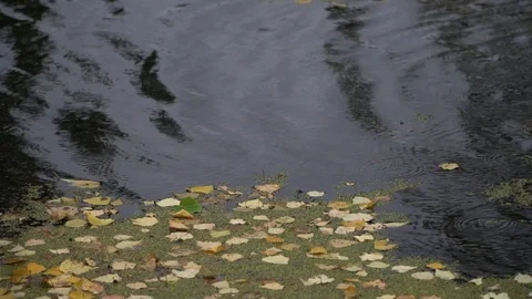 Rain drops and floating fallen leaves on dark water surface of a river or a lake Video stock 118831076