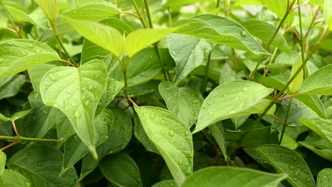 Rain drops and green leaves Stock Footage 155905320