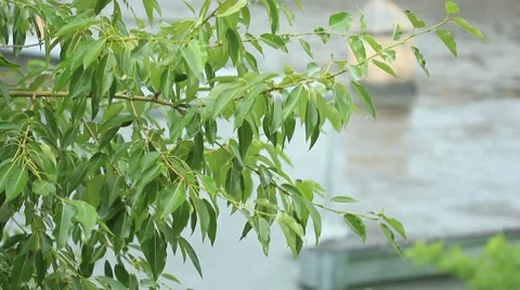 Rain drops and green tree leaves - rack focus Stock Footage 8608051