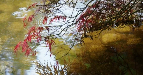 Rain drops and japanese maple leaves Stock Footage 131405191