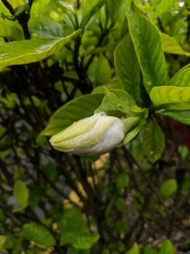 Rain drops and small bugs on the gardenia bud Stock Photos