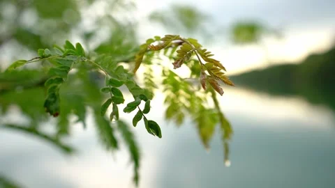 Rain drops and spider web on green leaves on branch fluttering in wind Stock Footage 268417363