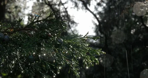 Rain Drops And Sun Rays Stock Footage 123131505