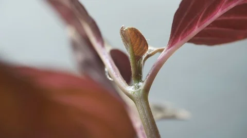 Rain drops are falling on a coleus plant. Stock Footage 96749218