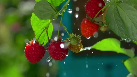 Rain drops are falling on the ripe juicy raspberries on the green bush Stock Footage 220373890