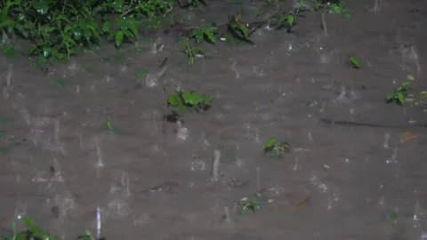 Rain drops are scattering Stock Footage 312781774